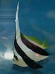 Black and White Heniochus or Bannerfish are found in the Indo-Pacific region and the Red Sea. 
